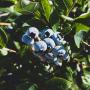 Certified organic blueberries